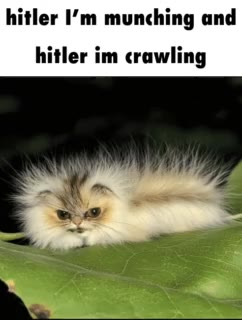 hitler I’m munching and hitler im crawling