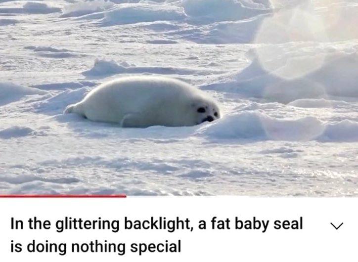 а In the glittering backlight, а fat baby seal is doing nothing special