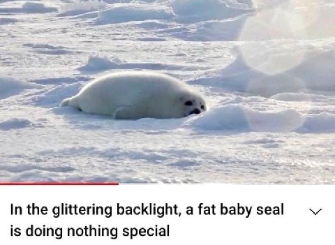 а In the glittering backlight, а fat baby seal is doing nothing special