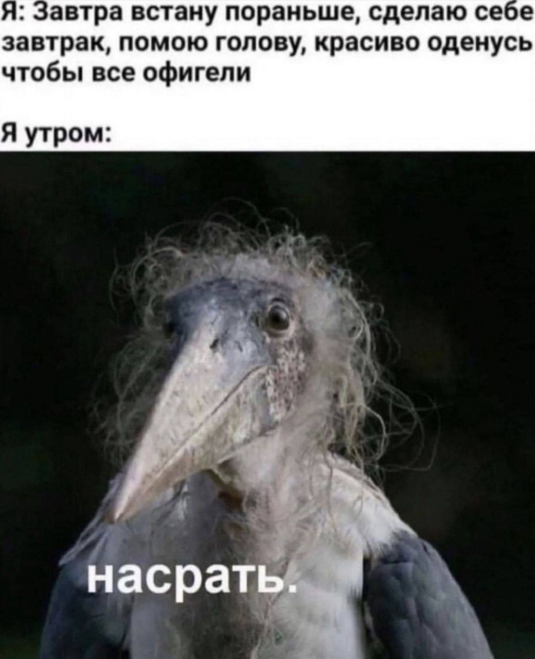 я: Завтра встану пораньше, сделаю себе завтрак, помою голову, красиво оденусь чтобы все офигели Я утром: насрать. 4