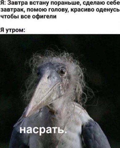 я: Завтра встану пораньше, сделаю себе завтрак, помою голову, красиво оденусь чтобы все офигели Я утром: насрать. 4
