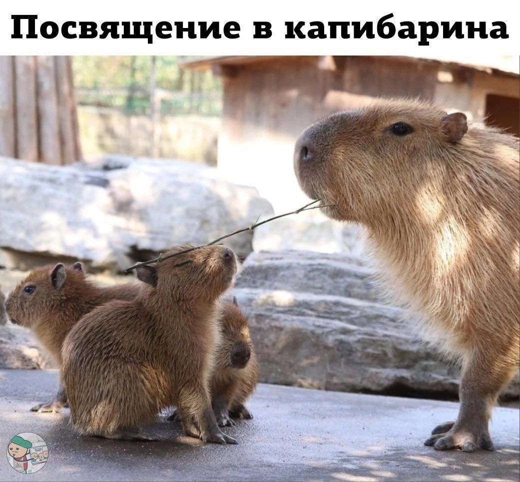 Посвящение в капибарина 4