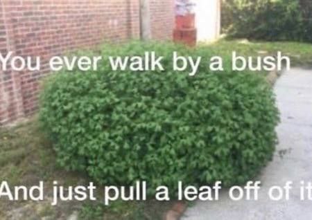 You ever walk а And just pull a leaf off of i