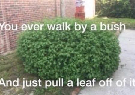 You ever walk а And just pull a leaf off of i