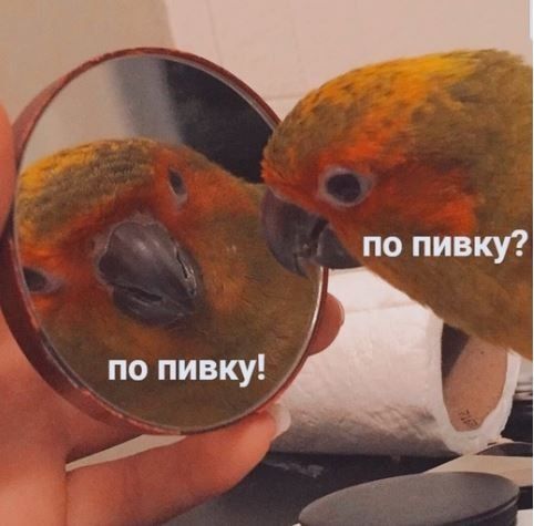 по пивку? по пивку!