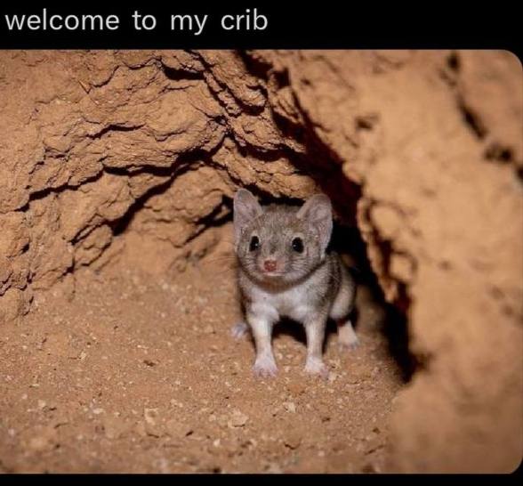 hooray its silly animals time
please take a good night nap while these amazing creatures are guarding your subconscious activity