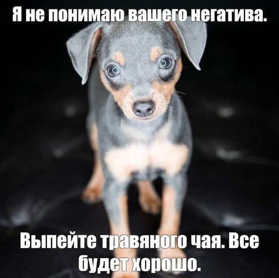 это все собаки админки токсичного канала после того как они чето сгрызли или покакали или барагозили