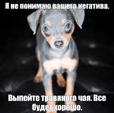 это все собаки админки токсичного канала после того как они чето сгрызли или покакали или барагозили