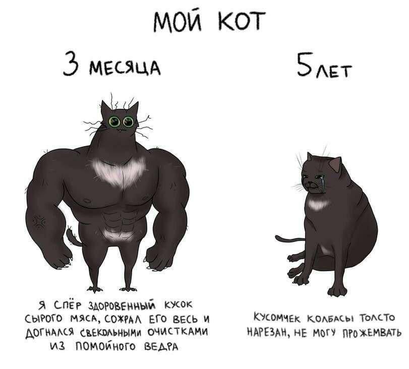 МОЙ KOT 5 МЕСЯЦА ЛЕТ 65 Я СПЕР KYCOK СЫРОГО МЯСА, COXPAA ЕГО ВЕСЬ И КУСОМЧЕК КОЛБАСЬ! TOACTO HAPE3AH, НЕ МОГУ ПРОЖЕМВАТЬ AOTHAACA ОЧИСТКАМИ NOMOKHOTO