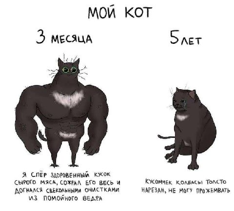 МОЙ KOT 5 МЕСЯЦА ЛЕТ 65 Я СПЕР KYCOK СЫРОГО МЯСА, COXPAA ЕГО ВЕСЬ И КУСОМЧЕК КОЛБАСЬ! TOACTO HAPE3AH, НЕ МОГУ ПРОЖЕМВАТЬ AOTHAACA ОЧИСТКАМИ NOMOKHOTO