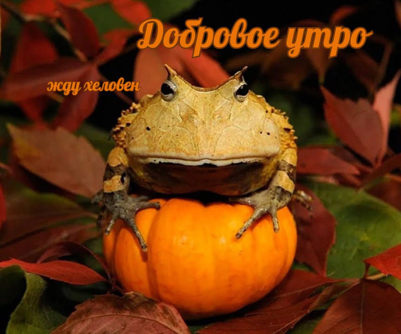 Dodpobce ympo- a