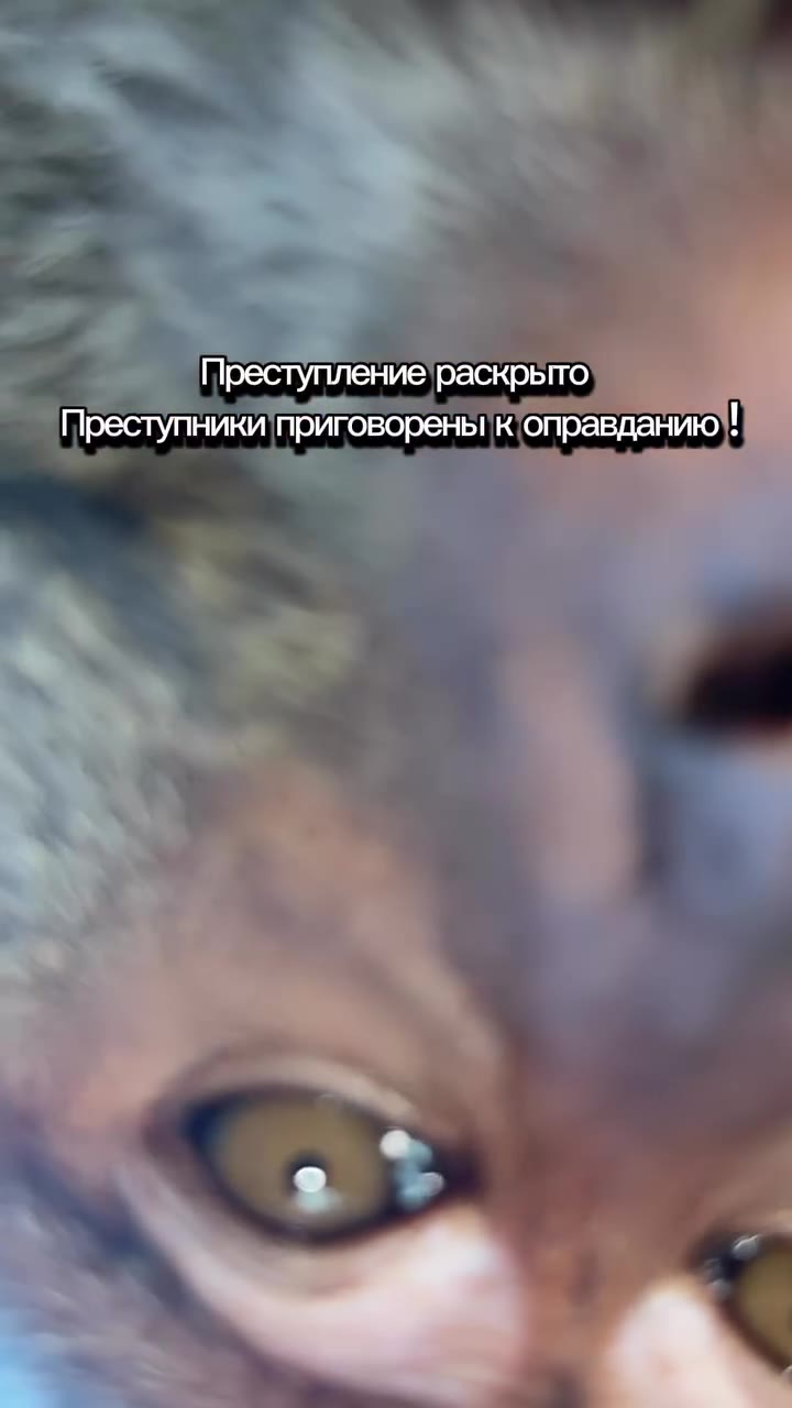 История`о том, как обезьяны украли ОВО из,бордачка нас буквальйо на свалку В’джуйглях Звук сигналки привел преступление раскрыто Преступники приговорены 'коправданию