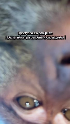 История`о том, как обезьяны украли ОВО из,бордачка нас буквальйо на свалку В’джуйглях Звук сигналки привел преступление раскрыто Преступники приговорены 'коправданию