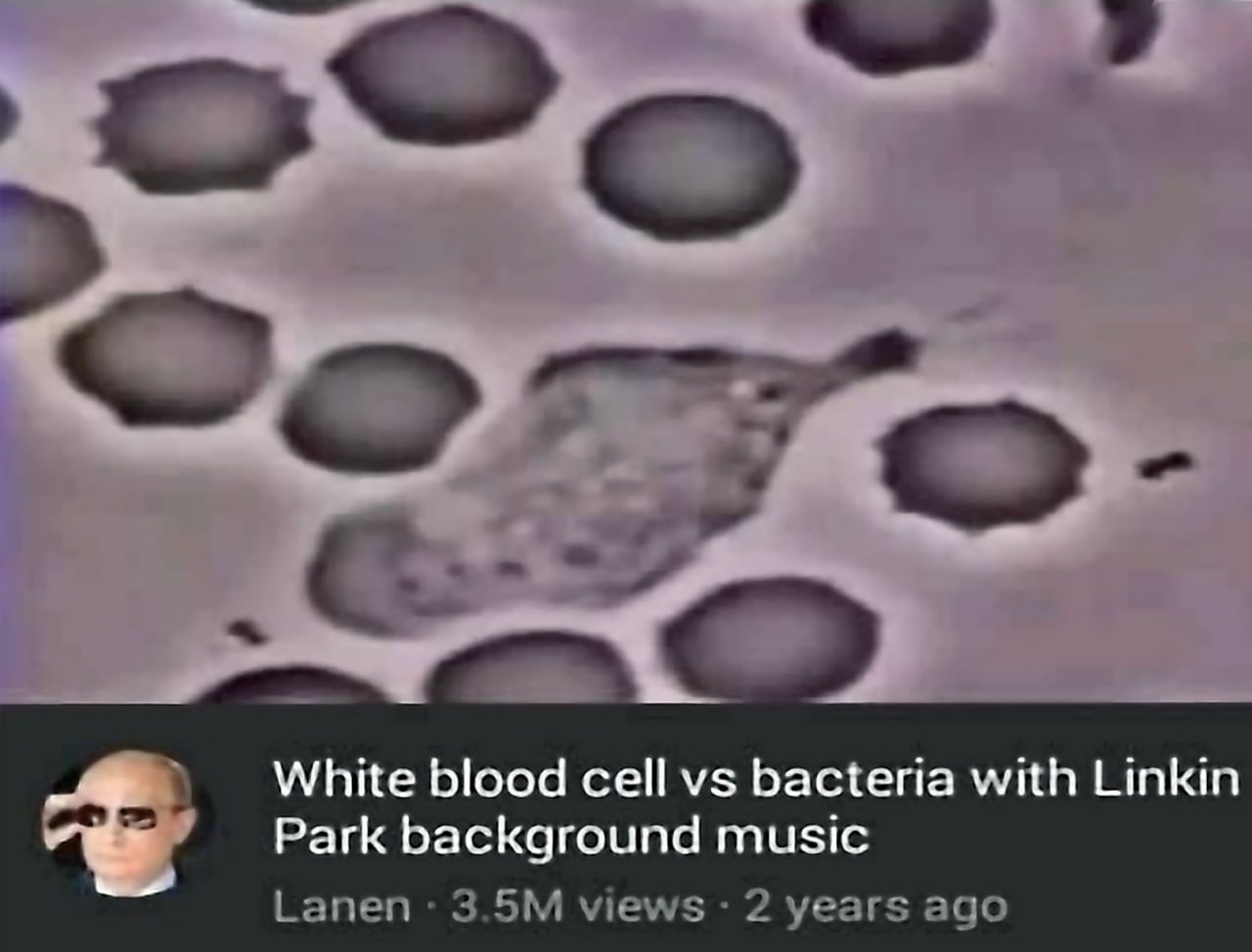 White blood cell bacteria with Linkin Park background music Lanen views 2 years ago