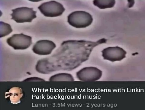 White blood cell bacteria with Linkin Park background music Lanen views 2 years ago