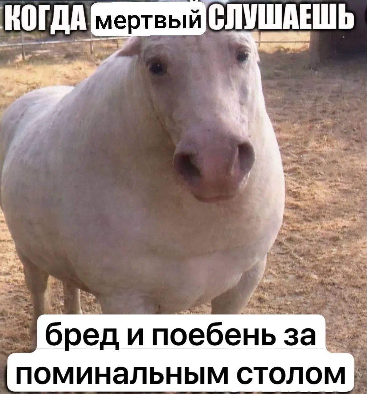 КОГДА СЛУШАЕШЬ бред и поебень за поминальным столом