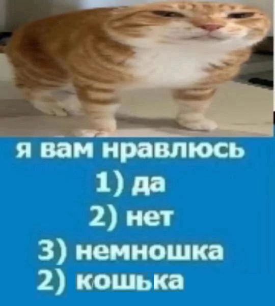 я вам нравлюсь 1) да 2) нет 3) немношка 2) кошька