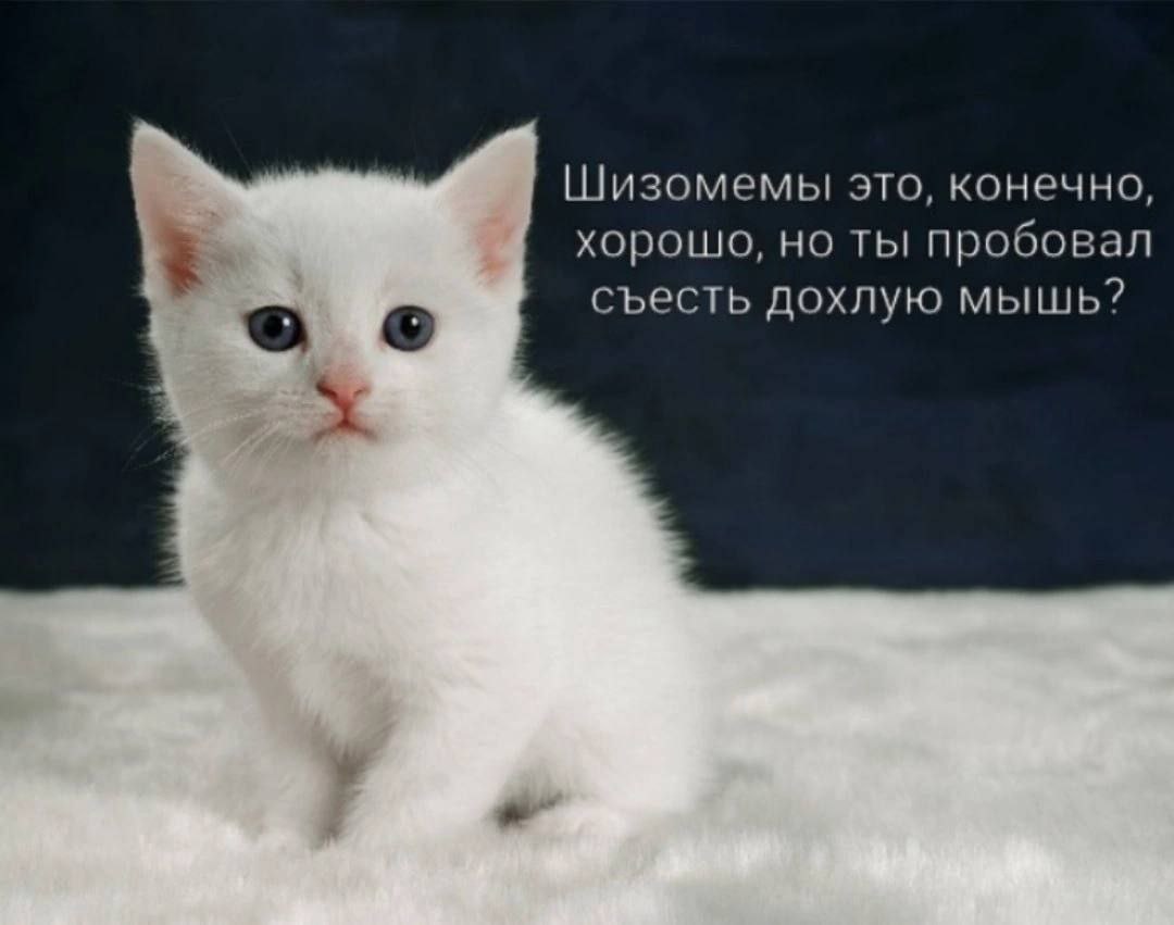 Шизомемы это, конечно, хорошо, ты пробовал съесть дохлую мышь?