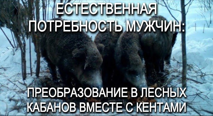 6 iN ЕСТ ЕСТВЕННАЯ И ПРЕОБРАЗОВАНИЕ В ЛЕСНЫХ КАБАНОВ ВМЕСТЕ С КЕНТАМИ