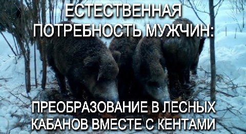 6 iN ЕСТ ЕСТВЕННАЯ И ПРЕОБРАЗОВАНИЕ В ЛЕСНЫХ КАБАНОВ ВМЕСТЕ С КЕНТАМИ