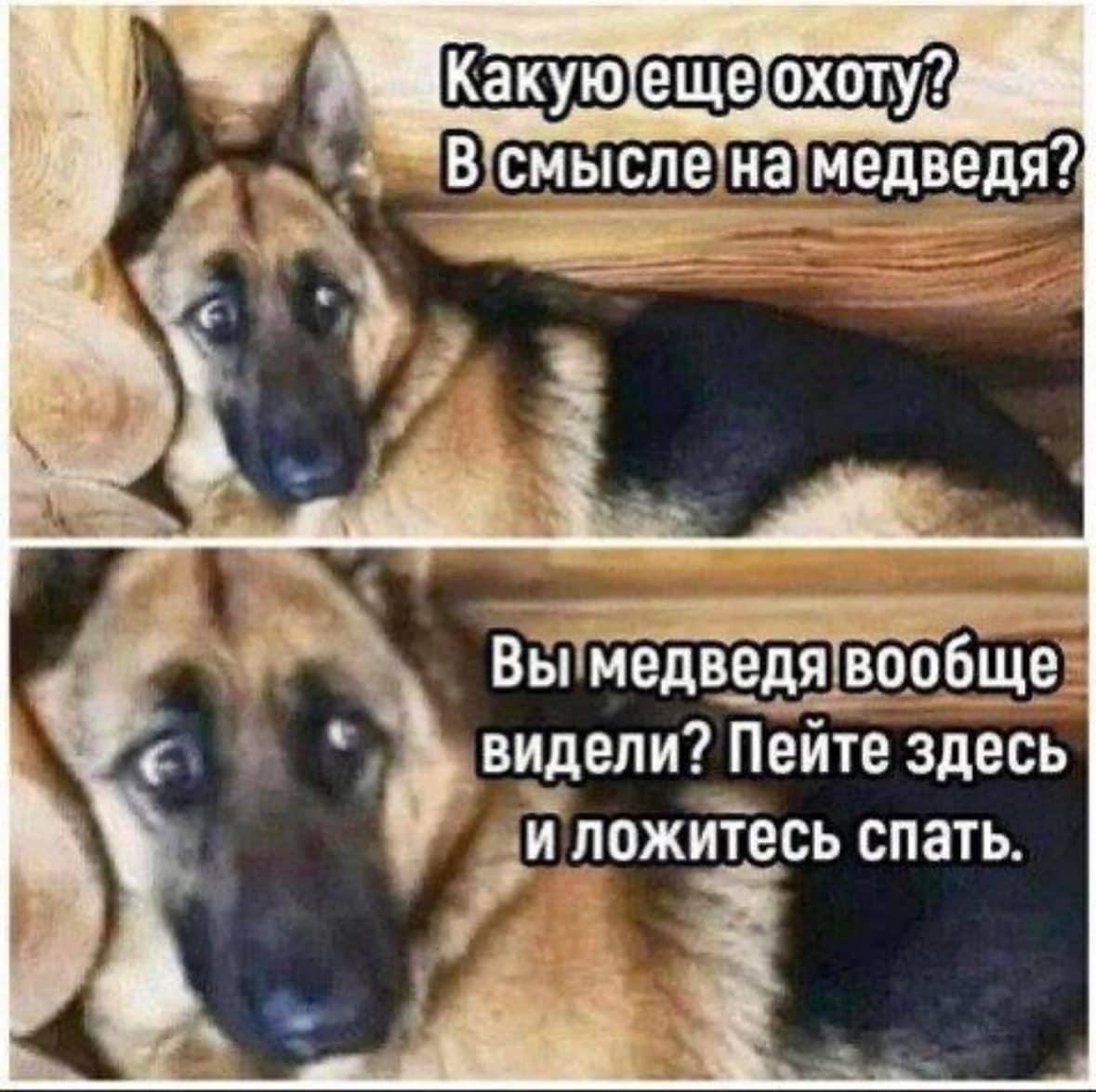 A смысле: Вы медведя вообще видели? Пеите здесь и ложитесь спать