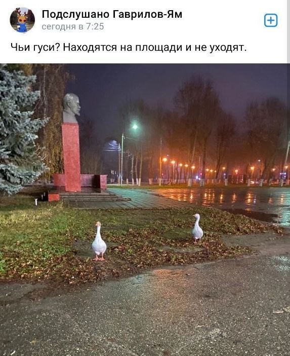 Подслушано Гаврилов-Ям сегодня в 7:25 Чьи гуси? Находятся на площади и не уходят. у 4