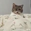 мем