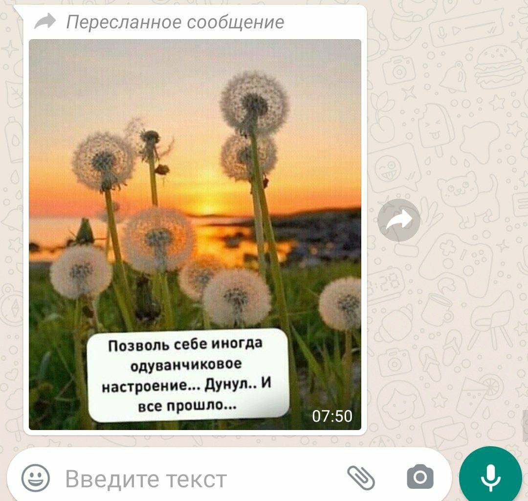 Пересланное сообщение Позволь себе иногда одуванчиковое настроение... Дунул.. и все прошло... 07:50 о