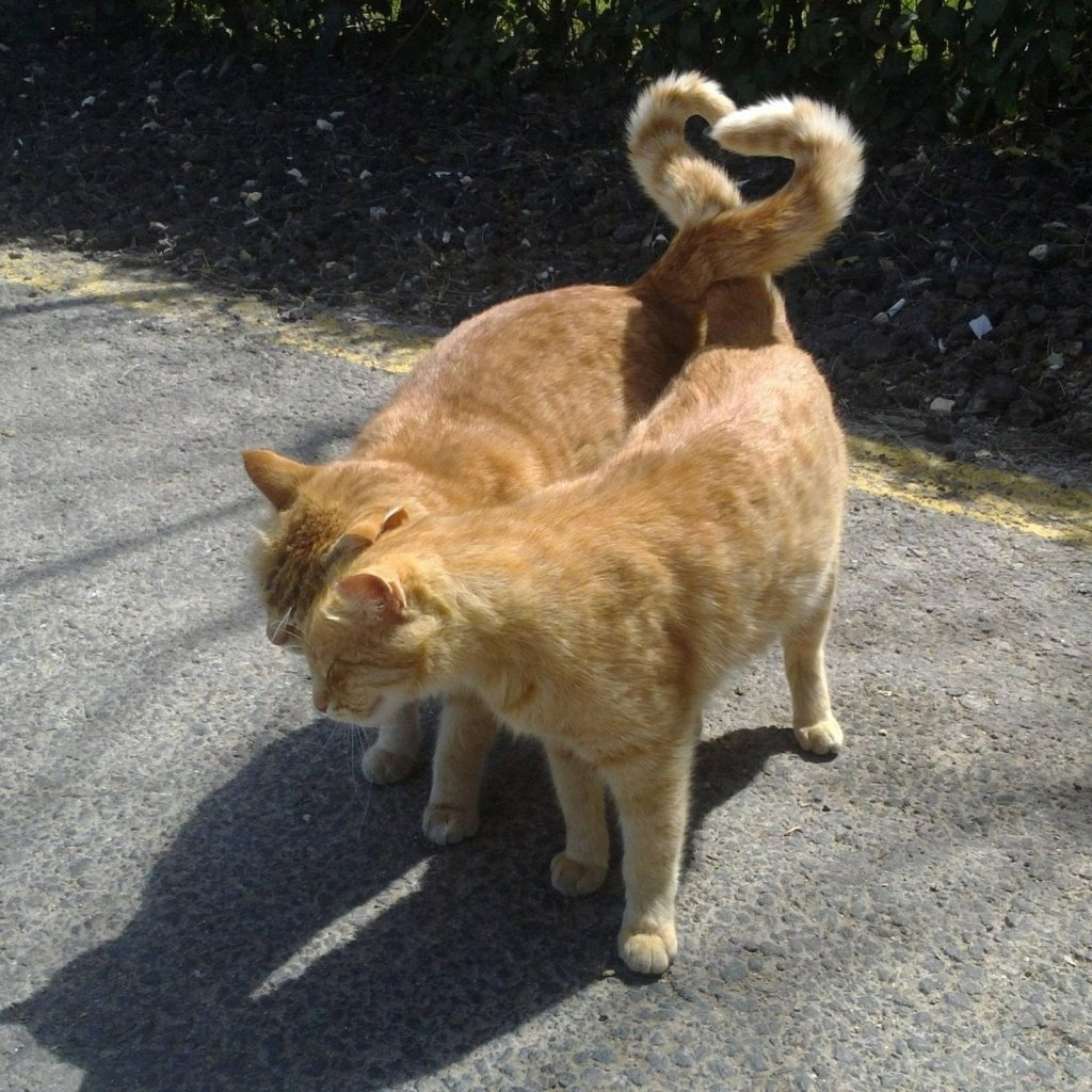 if