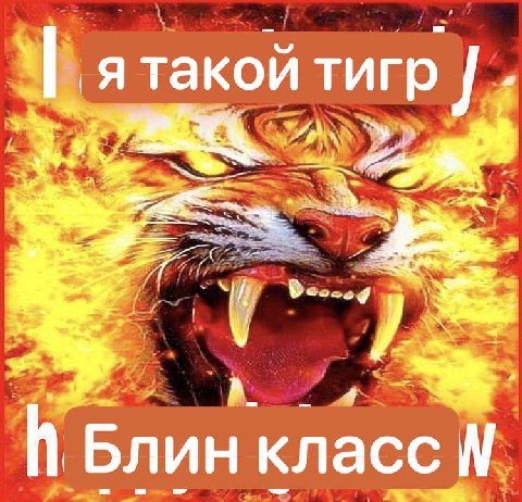 я такой тигр Я у. А. Блин класс 4 у