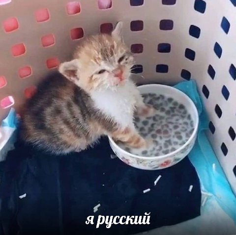 я русский