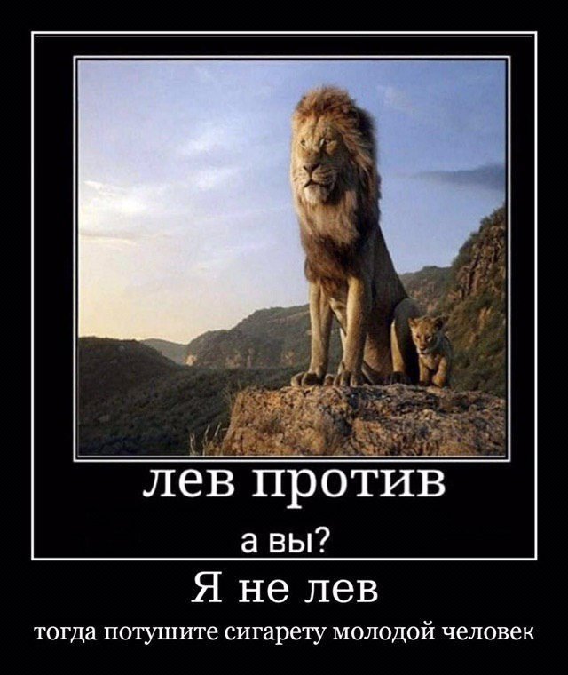 лев против авы? Я не лев тогда потушите сигарету молодой человек