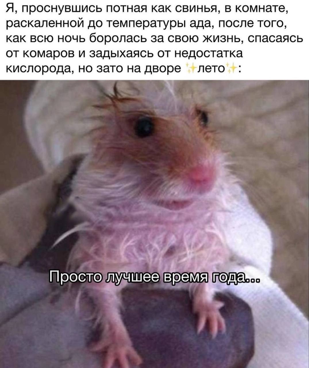 Я, проснувшись потная как свинья, в комнате, раскаленной до температуры ада, после того, как всю ночь боролась за свою жизнь, спасаясь от комаров и задыхаясь от недостатка кислорода, но зато на дворе 