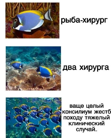 рыба-хирург у два хирурга 1) ваще целый консилиум жестб a “we, походу тяжелый клинический