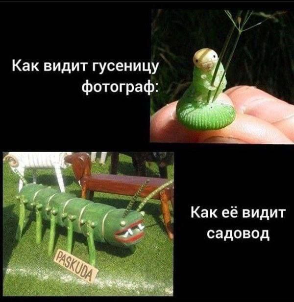 Как видит гусеницу фотограф Как её видит садовод к