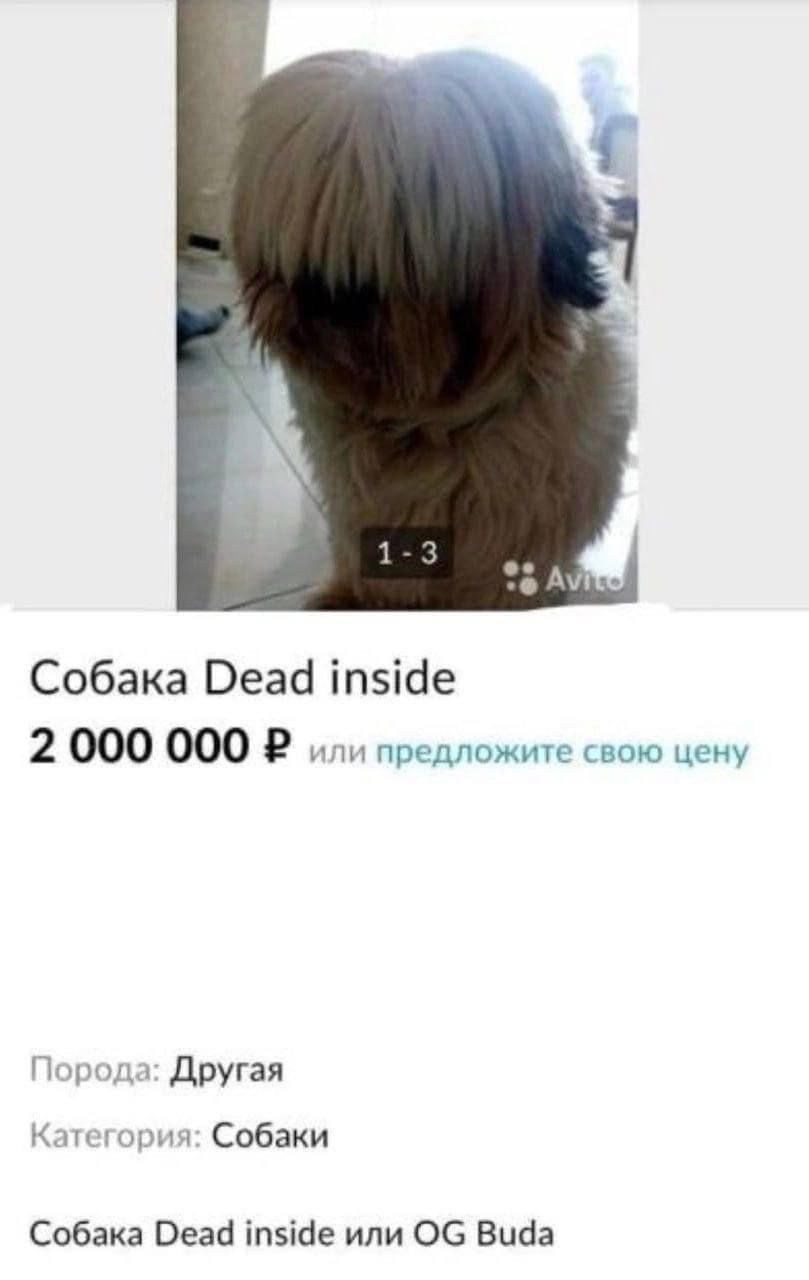 Собака Dead inside 2 000 000 или предложите свою цену Порода: Другая Категория: Собаки Собака Dead inside или Вида
