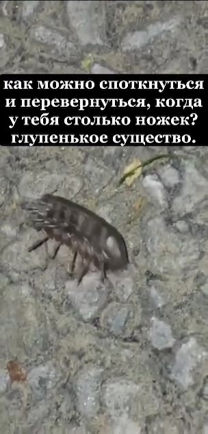 как можно споткнуться и перевернуться, когда утебя столько ножек? глупенькое ество. Г. енькое ество.