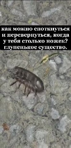 как можно споткнуться и перевернуться, когда утебя столько ножек? глупенькое ество. Г. енькое ество.