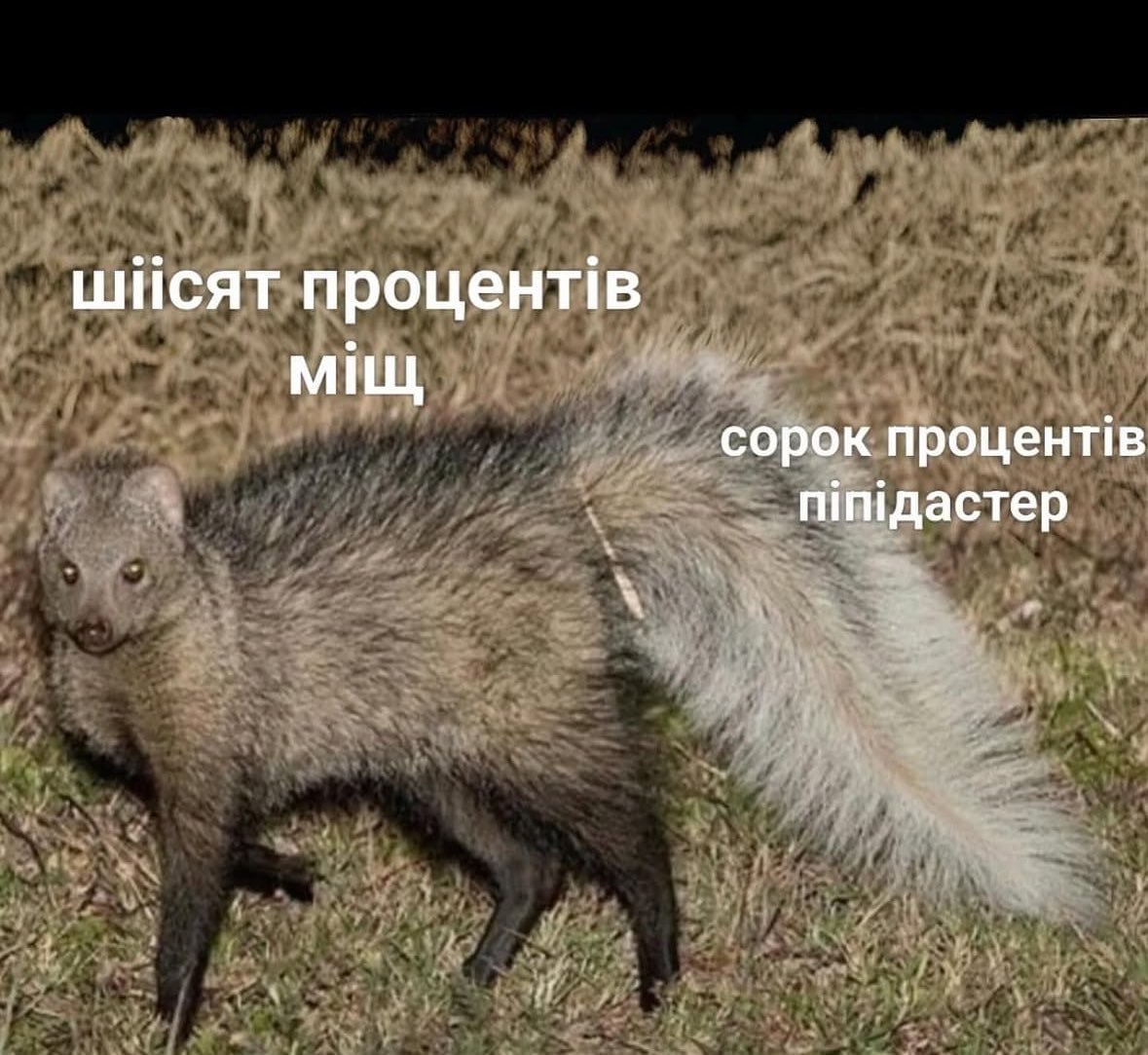 МИЦ сорок процент!в питдастер