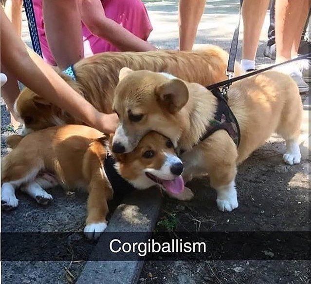 Corgiballism