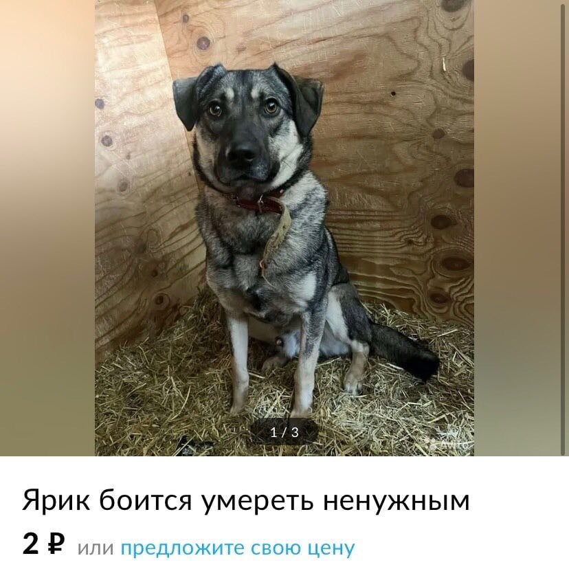 4 4 4 Ярик боится умереть ненужным 2 или предложите свою цену