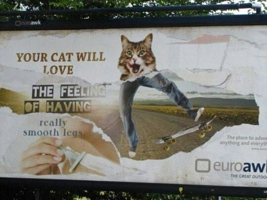 A+ awk YOUR CAT WILL LOVE OF HAVING really smooth HE