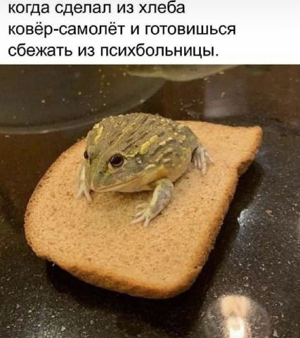 когда сделал из хлеба ковёр-самолёт и готовишься сбежать из психбольницы.