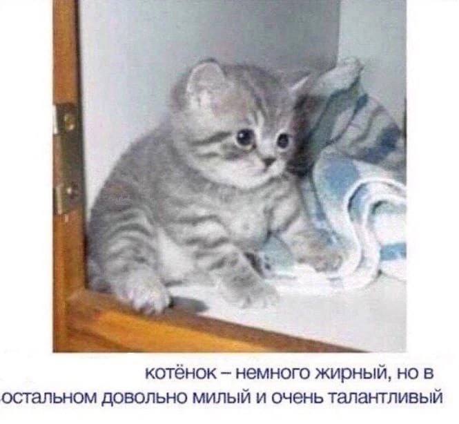 we a 4 A котёнок немного жирный, но в остальном довольно милый и очень талантливый