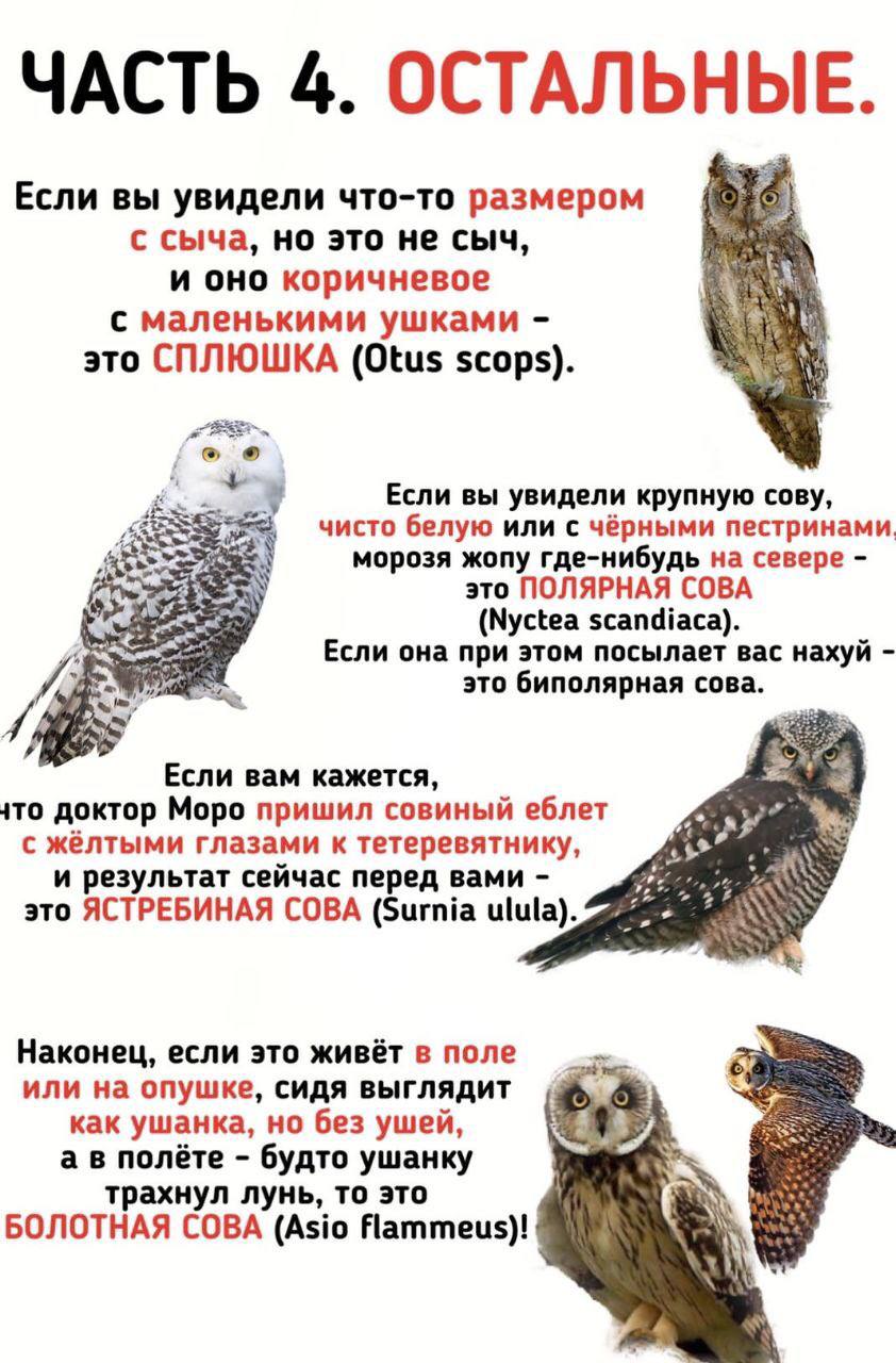 ЧАСТЬ 4. ОСТАЛЬНЫЕ. Если вы увидели что-то размером 7 с сыча, но это не сыч, и оно коричневое с маленькими ушками это СПЛЮШКА (Otus scops). Если вы увидели крупную cosy, чисто белую или с чёрными пест