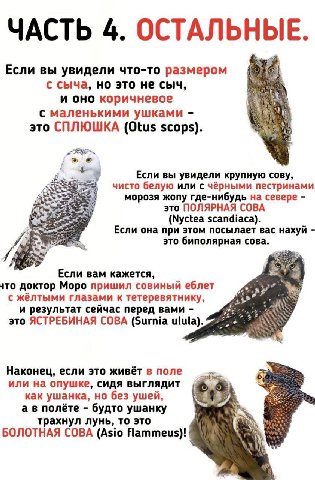ЧАСТЬ 4. ОСТАЛЬНЫЕ. Если вы увидели что-то размером 7 с сыча, но это не сыч, и оно коричневое с маленькими ушками это СПЛЮШКА (Otus scops). Если вы увидели крупную cosy, чисто белую или с чёрными пест