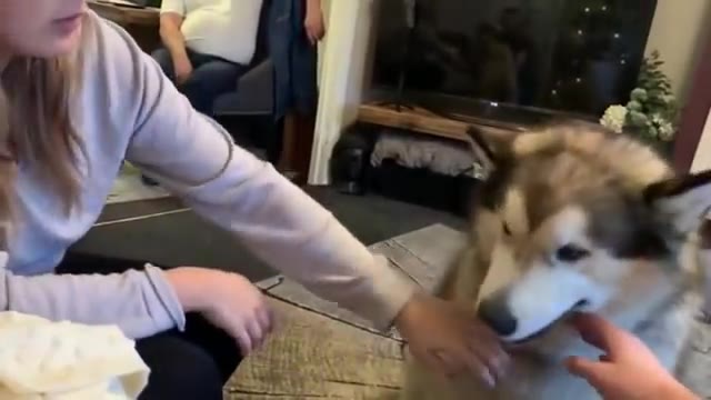 Bonus dog clip stolen taken from chat
