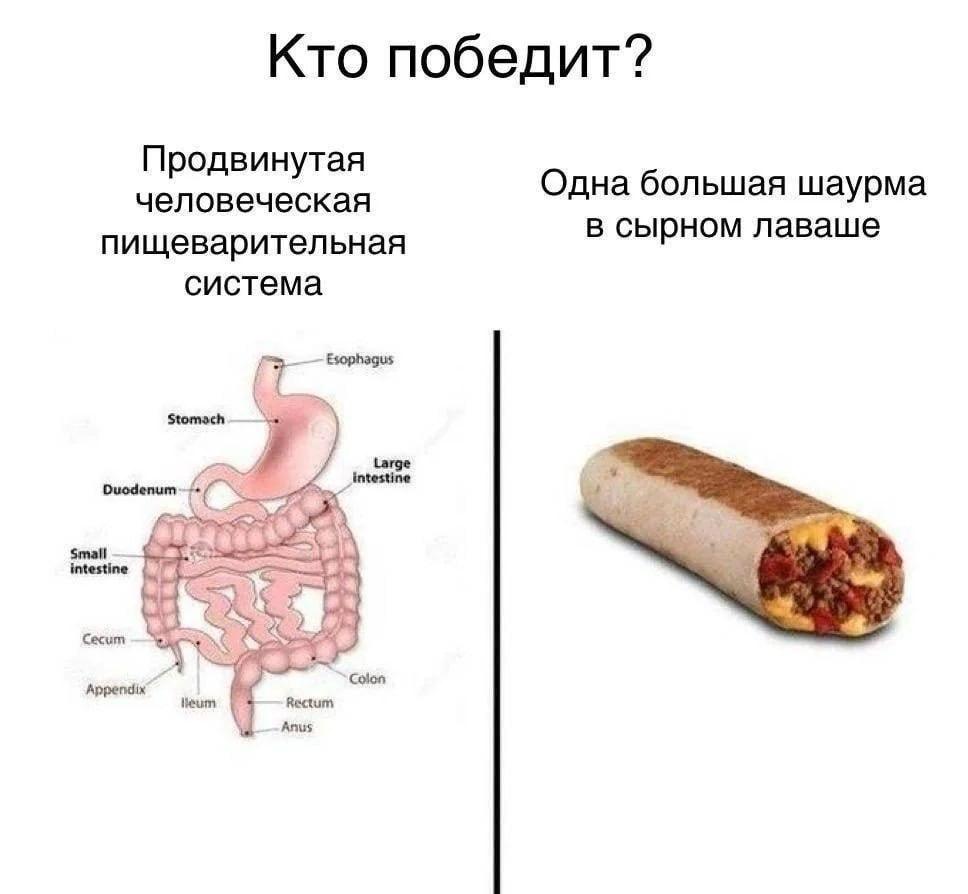 Кто победит? Продвинутая человеческая Одна большая шаурма пищеварительная в сырном лаваше система Esophagus Duodenum _Intestine Small intestine Cecum Colon Appendix Rectum Anus