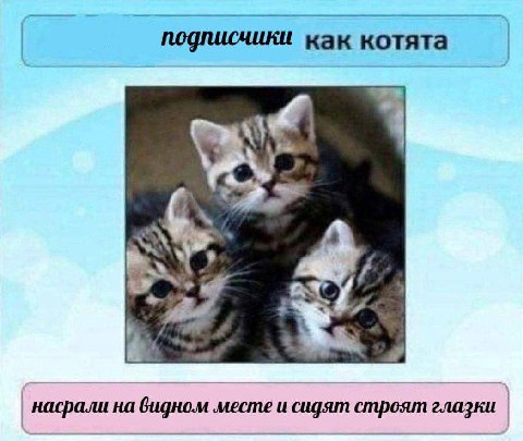 подписчики как котята