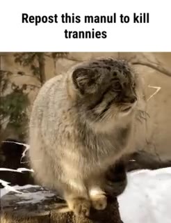 Repost this manul to kill